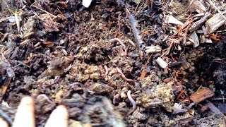 Incredibly rich soil from unexpected source [upl. by Long]