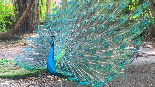 Colorful birds  experiences watching wild peacock being fed  wildlife park  part 2 [upl. by Ruella]