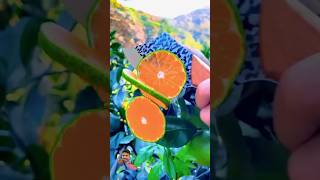 fruit naturallifeb fruitcutting naturalclips satisfying naturelife food amazing plants gar [upl. by Nnor]