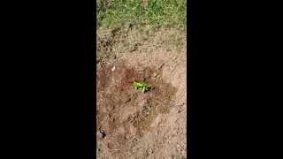 Planting Catalpa Catawba Trees From Seed How To [upl. by Germana]