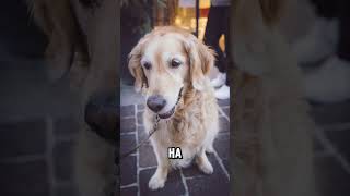 Bubi 🐾💚 dog cane dogphotography goldenretriever cane photo shortvideo shorts short [upl. by Eeimaj]