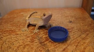 Do Crested Geckos Drink From Water Bowls [upl. by Llenhoj240]