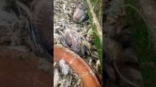 🥰 Feeding baby pigeons 🕊️  babypigeon bird kabootar viralshort thepigeonhub [upl. by Lu]