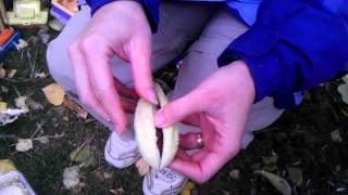 Removing floss from milkweed seed [upl. by Adiesirb578]