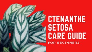 CTENANTHE SETOSA CARE TIPS [upl. by Asoramla]