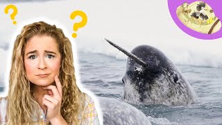 How do Narwhal Eat Wild Animal Biologist Explains [upl. by Rhoda571]