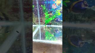 Baby molly fish ka new tank setup kardiya fish fishtankvlog petsvlog mollyfish [upl. by Ihsar]