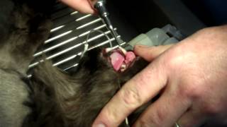 Kitty Cat Canine Tooth Extraction [upl. by Vivianna]