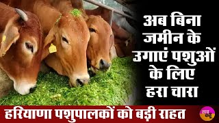 Hydroponic System  Haryana में बिना जमीन के उगाएं हरा चारा  Smart Kheti [upl. by Holden]