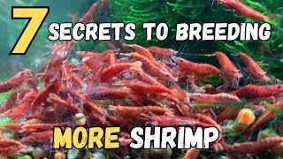 How to Breed More Red Cherry Shrimp  7 SECRETS REVEALED [upl. by Assen]