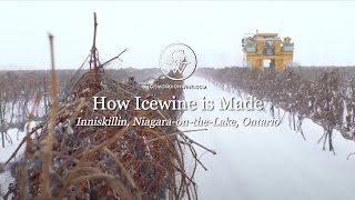 Icewine Harvest Finding the Sweetspot [upl. by Schifra]