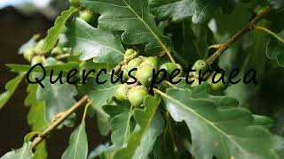 How to Pronounce Quercus petraea [upl. by Nalrah135]