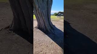 Torquay Beach Geelong Victoria Australia [upl. by Eeima]