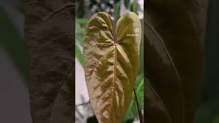 One of a beautiful Anthurium magnificum hybrid [upl. by Elraet]