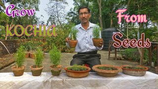 GROW KOCHIA THIS SUMMER  How to grow KOCHIA from Seeds [upl. by Ardnuasal182]