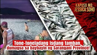 Tonetoneladang isdang tamban dumagsa sa baybayin ng Sarangani Province  Kapuso Mo Jessica Soho [upl. by Thorpe]