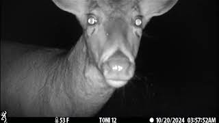 Trail camera video September and October 2024 [upl. by Terrene]