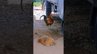 ¿Sabes como llama la Gallina al Gallo 🐔🐓 [upl. by Nedra342]