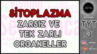 15 Sitoplazma 1 Zarsız ve Tek Zarlı Organeller [upl. by Arola371]