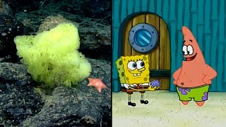 SpongeBob and Patrick FishLooking Species Spotted in Ocean [upl. by Daren]