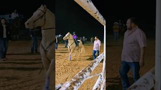 Rodeo in Laredo tx viralvideo shorts cowgirl horse music rodeo valentinasosa jdlpuma208 [upl. by Ansela]