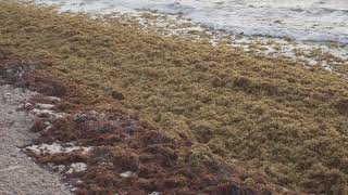 Royalton Riviera Cancun Seaweed on Beach [upl. by Wini]