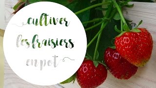 ✿ Comment avoir de belles fraises en pot [upl. by Novyak]