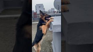 Tyson Da Sheru  GSD Long Coat doglover germanshepherd thebanjaaraboy funnyanimal Oct 28 2024 [upl. by Agnes]