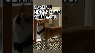 Anjing Ini Melihat Makhluk Tak Kasat Mata [upl. by Nels]