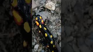 wildlife Rare insects in the wild is very beautiful [upl. by Innus]