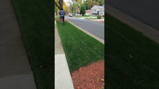 1quot Tall Fescue In Dense Shade lawncare grass lawn renovation lawntips [upl. by Brazee]