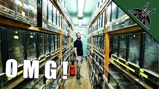 BIGGEST TARANTULA COLLECTION  spidersworldeu tour [upl. by Piper]