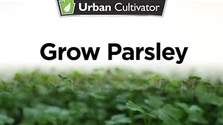 How to Grow Parsley Indoors  Urban Cultivator [upl. by Nodearb109]