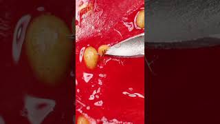 Strawberry के अंदर कीड़ा  microscope science shorts ytshort microscope science facts [upl. by Edea]