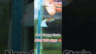 New Guppy Fish Strain After 100 Days guppyfishtank fishtank aquarium [upl. by Galer]