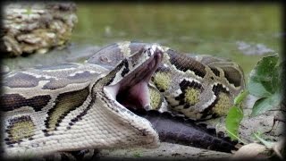 Python Eats Alligator 01 Narration [upl. by Ahsaret]