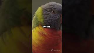 Meet the Rainbow Lorikeet Natures Colorful Wonder shorts parrot birds awesomenatureKB [upl. by Rogerio]