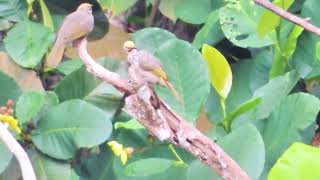 Strawheaded bulbuls singing at Bukit Batok [upl. by Essiralc734]