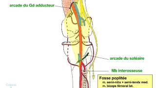 Vascularisation du membre inférieur [upl. by Hilliary]