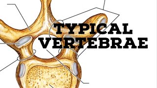 Typical vertebrae [upl. by Annayhs]