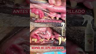 CEPILLADO DENTAL PROFESIONAL PARA PERROS [upl. by Richards372]