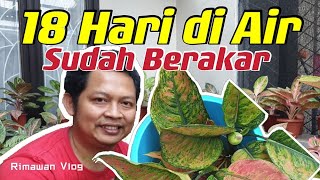 Eps 171 Memperbanyak Aglaonema 18 Hari Sudah Berakar dengan Media Air  Rimawan Vlog [upl. by Casady]