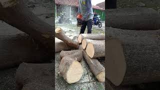 STIHL MS 462 cutting firewood chainsaw [upl. by Anirres]