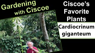 Ciscoes Favorite Plants Cardiocrinum giganteum [upl. by Franni555]