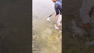 Unbelievable fishing in river [upl. by Nnylrats153]