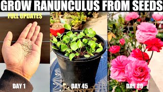 How To Grow Ranunculus From Seeds  SEED TO FLOWER [upl. by Beshore350]