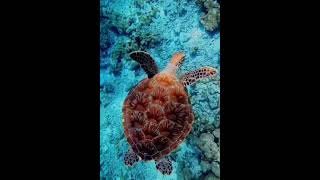 Sea turtle long live reptile marine life biology ecology [upl. by Erleena]