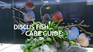 DISCUS FISH CARE GUIDE Habitat and Tank Requirements  Part 1 of 2 [upl. by Naivat]