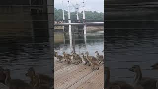 Make way for the gaggle of Geese cute baby geese [upl. by Amatruda]