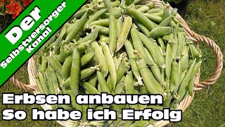 Erbsen erfolgreich anbauen [upl. by Ryan]